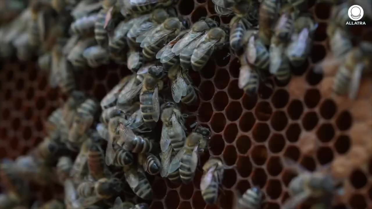 Who Is Destroying The Bees?
