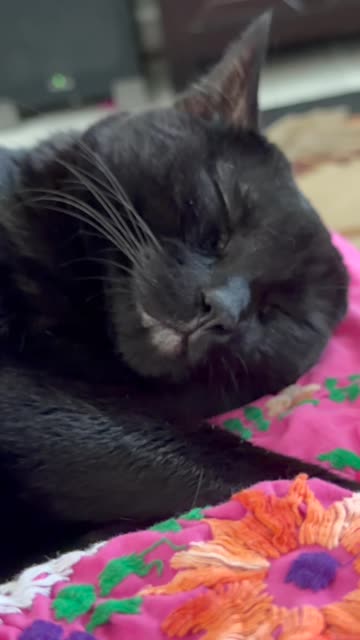 Cute Precious Piper is My Sweet Little Baby Girl - My Adopted Shelter Cat Vlog. #shorts