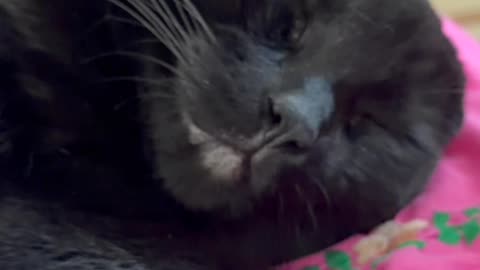 Cute Precious Piper is My Sweet Little Baby Girl - My Adopted Shelter Cat Vlog. #shorts