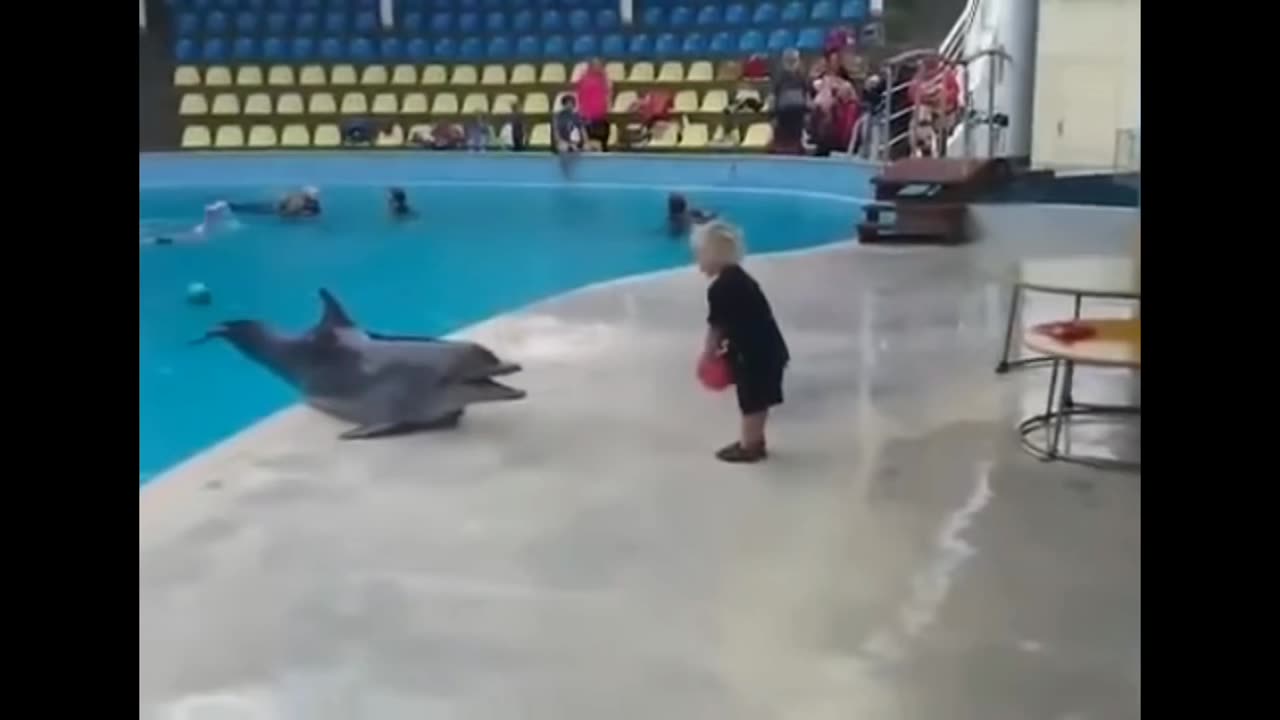 child and dolphin playing 🐬🤩