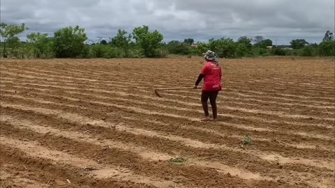 Siembra de yuca aprende