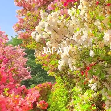 Nature`s Symphony ♥️♥️✨