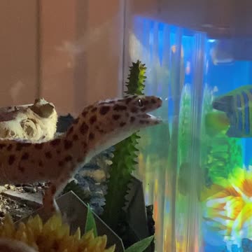 Leopard gecko gets his very own toy