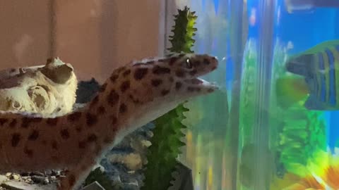 Leopard gecko gets his very own toy