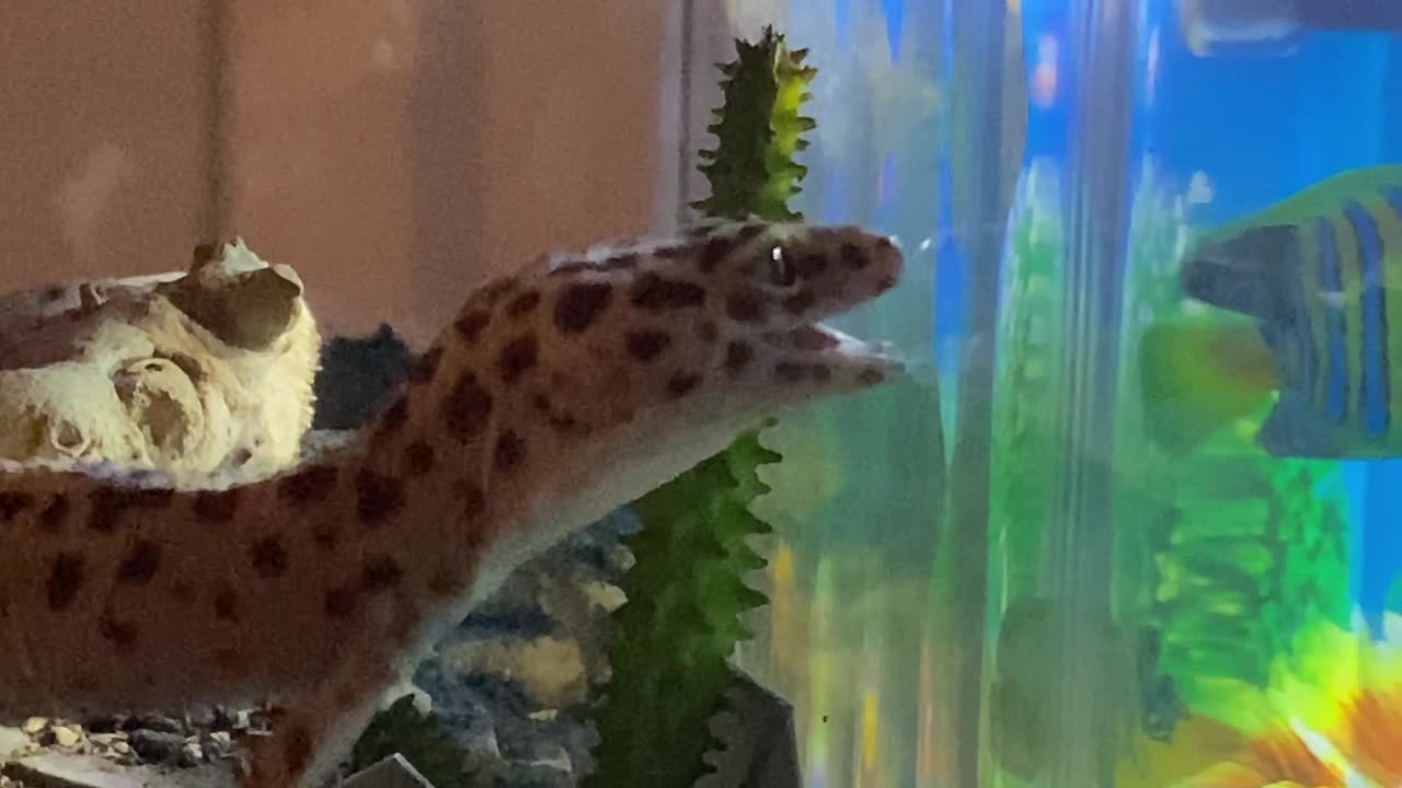 Leopard gecko gets his very own toy