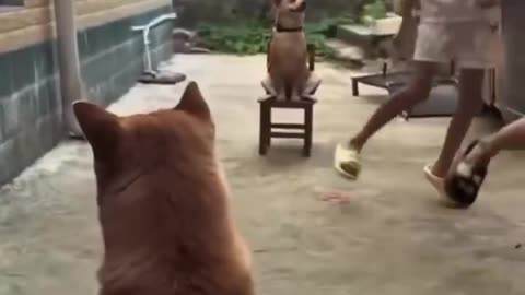 He's so proud of being included. 🐶🥰