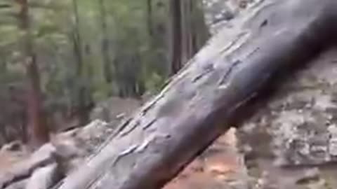 Mountains... Or Massive, Petrified Ancient Trees?