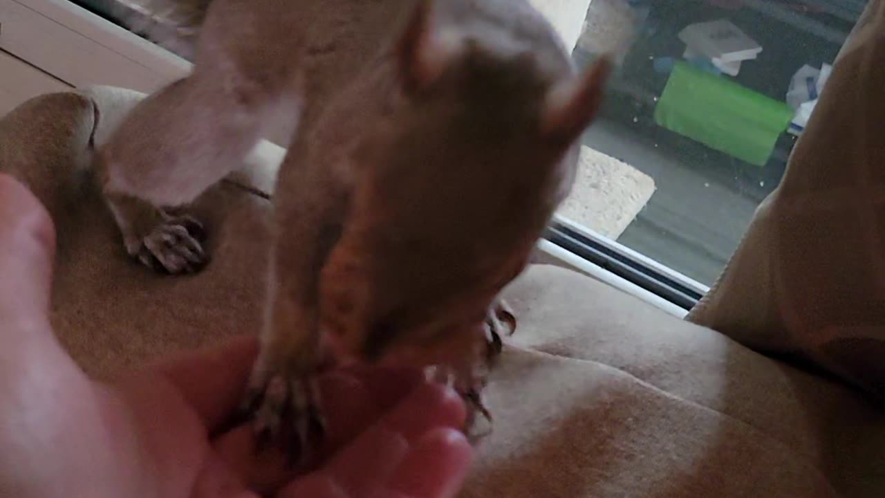 Squirrel Hides Walnut in Woman's Hand