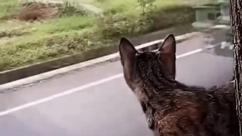 🚍🐱 When you’re enjoying the view… and life honks at you! 😂