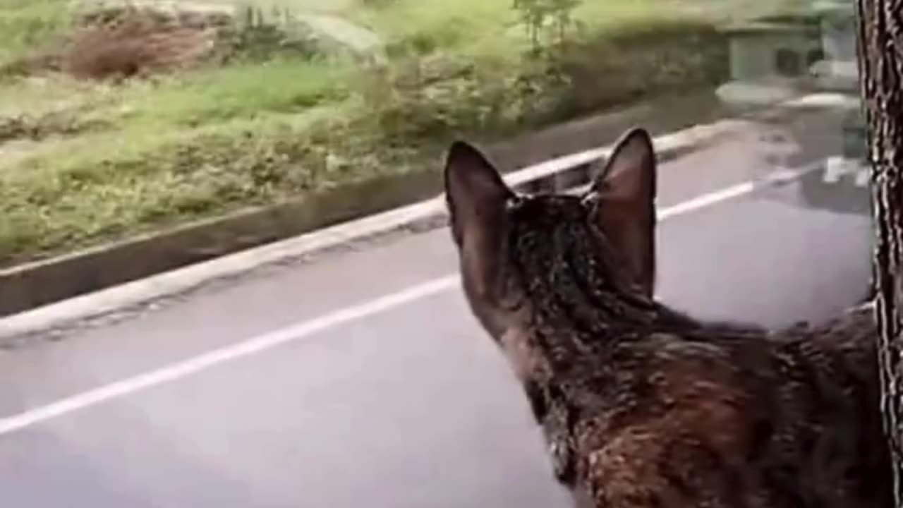 🚍🐱 When you’re enjoying the view… and life honks at you! 😂