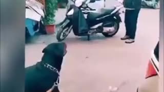 😱🏃‍♂️ You Won't Believe What's Chasing Them! | FunFM