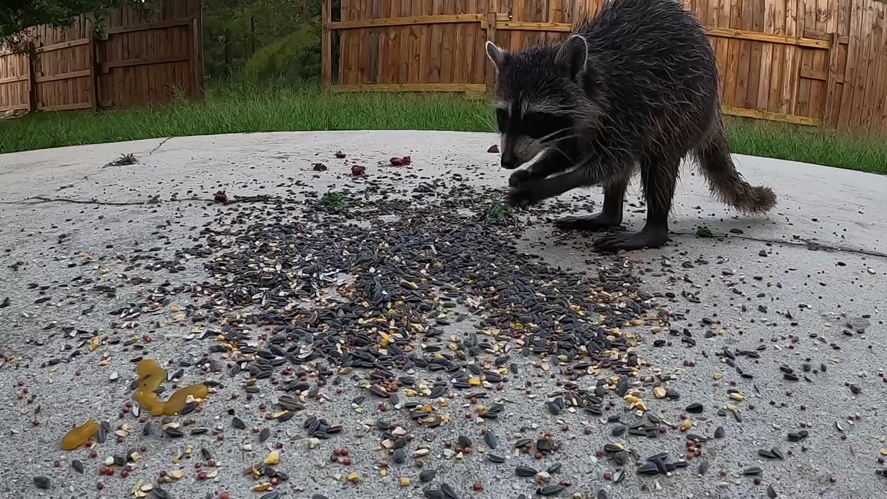 Trash Panda