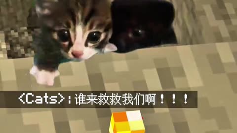 Cute kittens