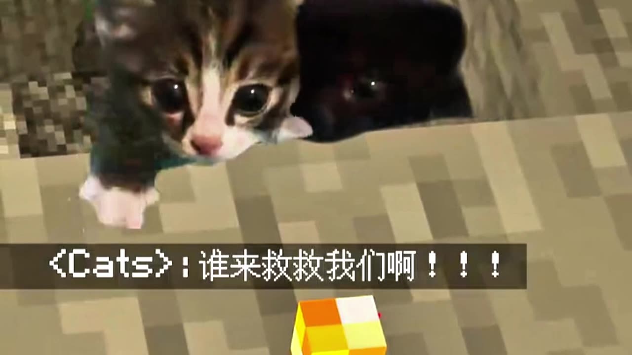 Cute kittens