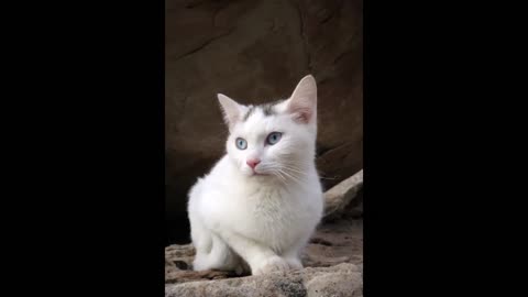 Our Cats #136 - Pusspuss's Cute Moments 1
