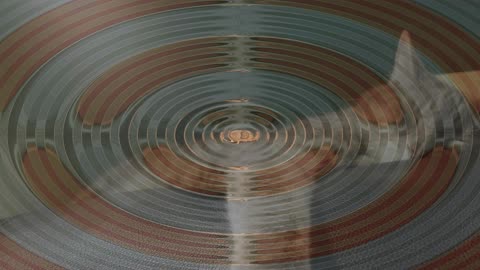 Move along, Cory is not signing autographs right now. #SparklegleamFarm #Cory #homestead #cat