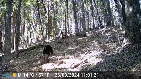 Bears caught on my trail cams