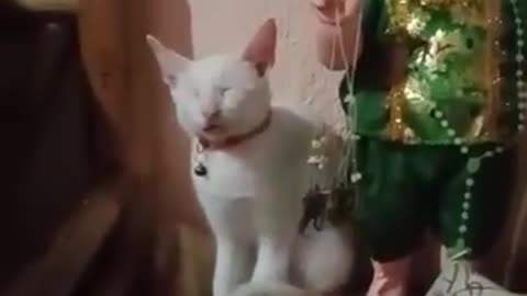 Cat Sleeps Upright at an Altar