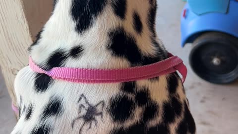 Spider Halloween Costume