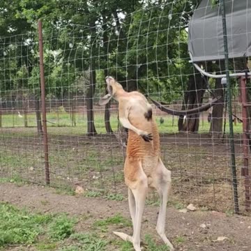 Kangaroo diaries only in Australia 🇦🇺