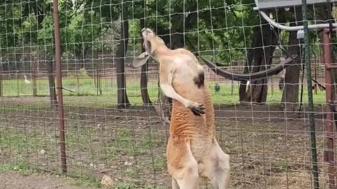 Kangaroo diaries only in Australia 🇦🇺