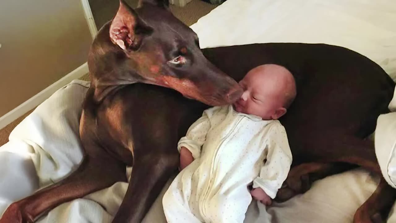 Trust me! A Doberman is the perfect guardian for your child!