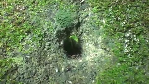 Ants coming and going through the hole in the wall at night, some bring food [Nature & Animals]