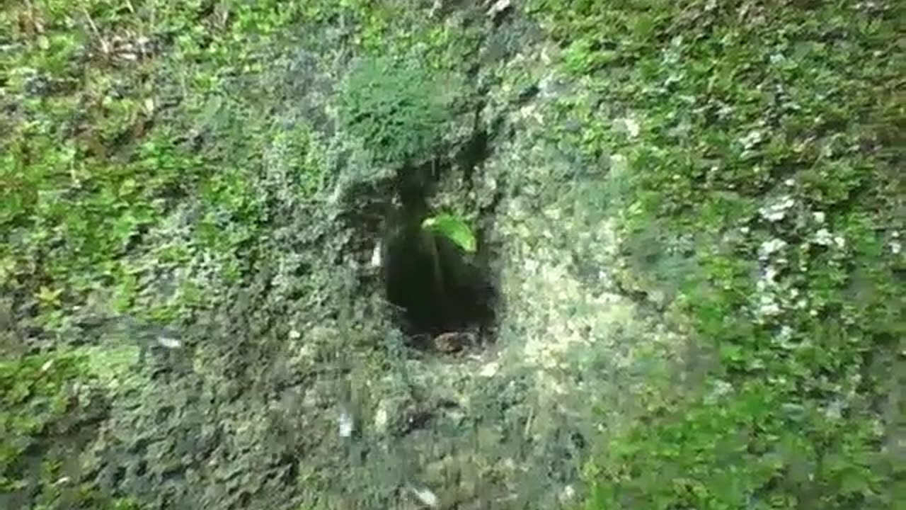 Ants coming and going through the hole in the wall at night, some bring food [Nature & Animals]