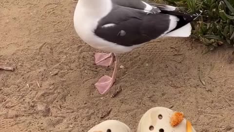 Seagull vs Jibbitz 😂 The Millennium Hoax