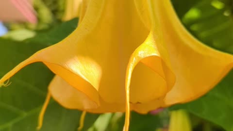 Datura plant