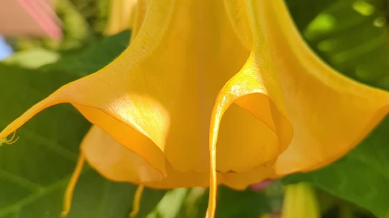 Datura plant