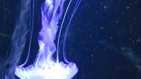 ¿Cuál es el animal más venenoso del Mundo ?