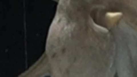 Have you ever seen Cthulhu play the piano?