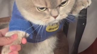 😂🐱 LOL! This Cat is Hilarious! | FunFM
