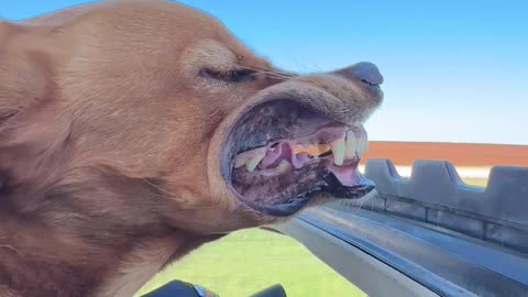 Dog Sticks Head Out the Sunroof