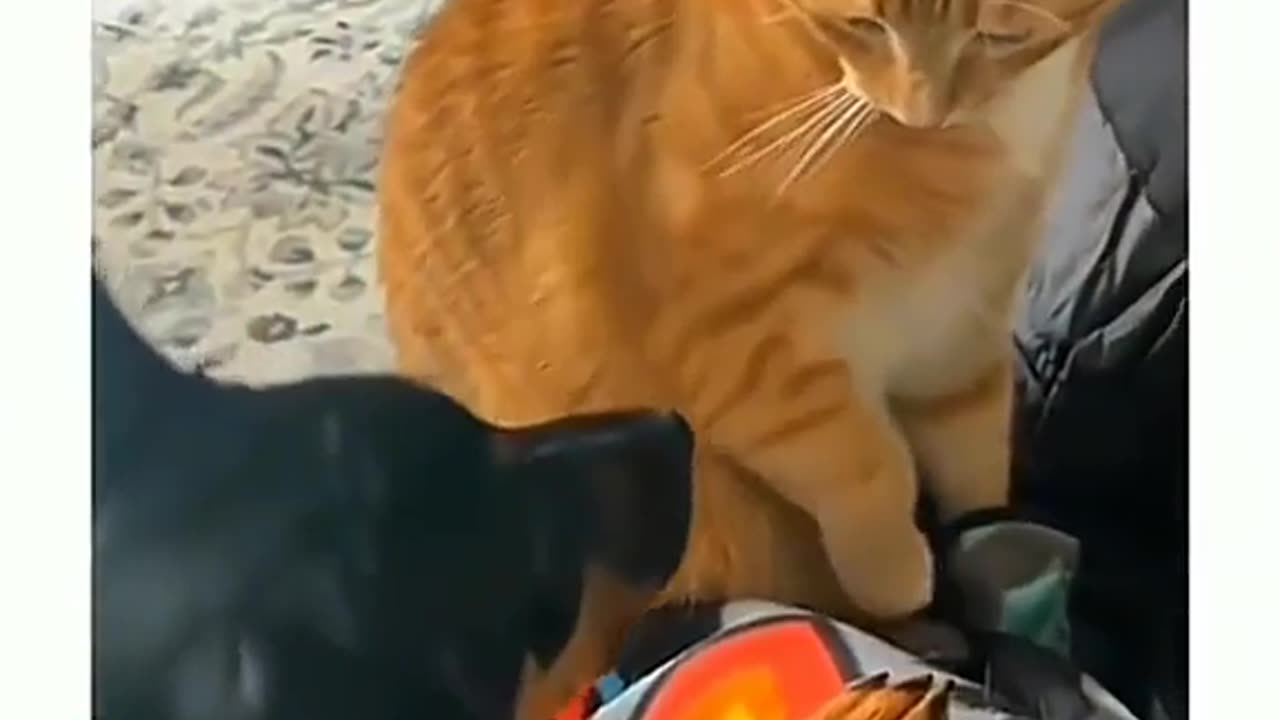 Funny cat |funny dog|funn|enjoy|pet videos