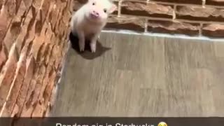 😂🤣 Sudden Friend at Starbucks! | FunFM