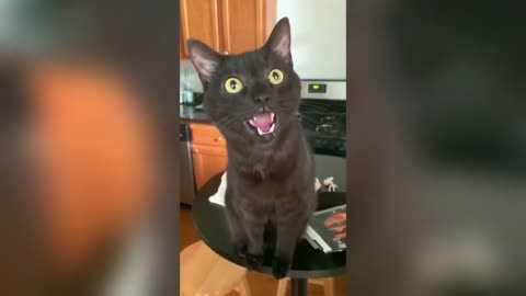 Just cats, nothing else