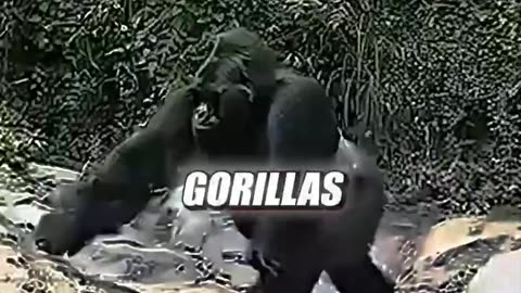 Joe Rogan about Bigfoot and Gorillas