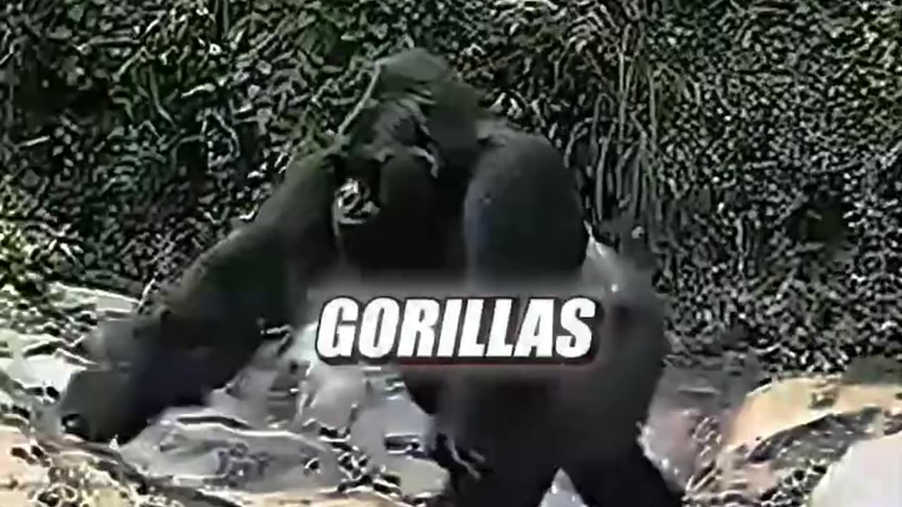 Joe Rogan about Bigfoot and Gorillas