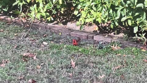 Blasian Babies Watch Birds Move Into The Garden For The New Year 2026: Woodpecker, Cardinal, Finches