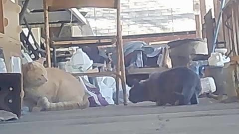 EA S176 - Smokey's Friend