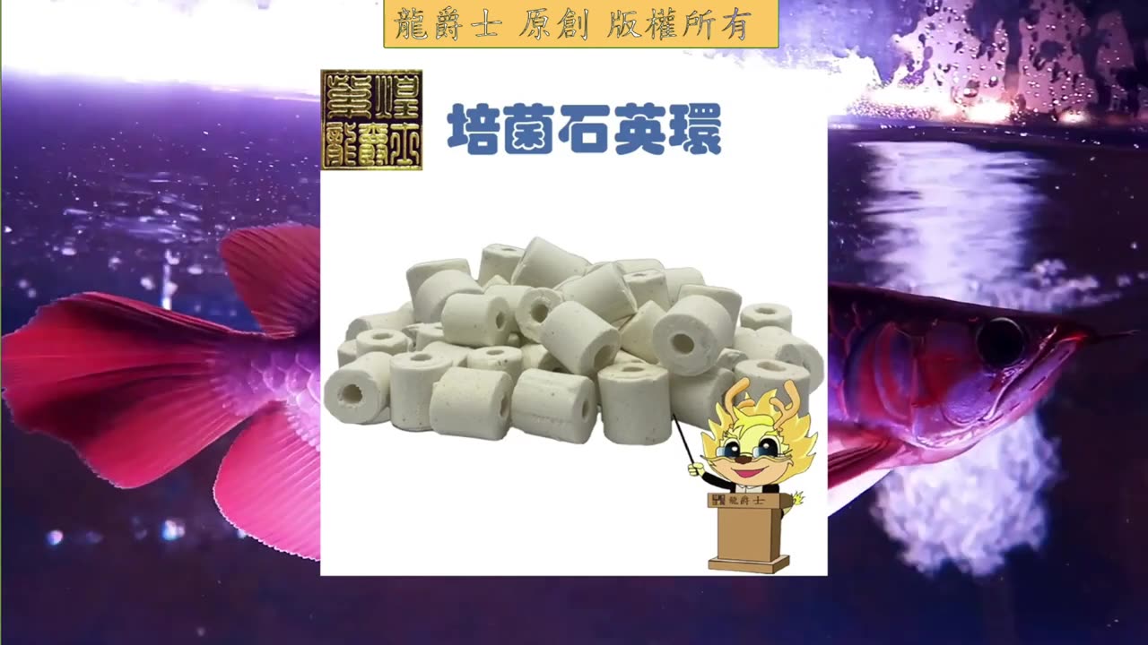 【龍爵士】Q269 水養起來都偏鹼是過濾有問題嗎