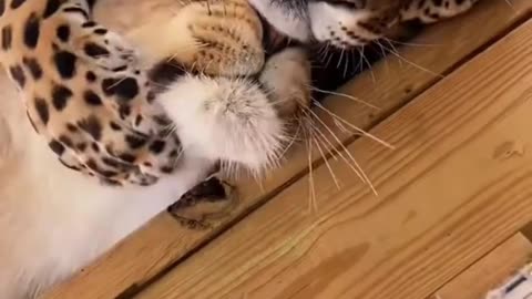 Lion and Jaguar Best Friends 🦁🐆| Unbelievable Animal Friendship | Animal Explore