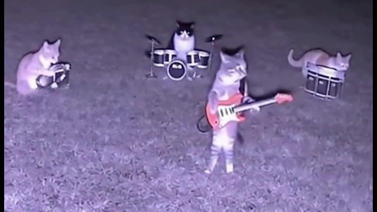 The cats are playing Rock and Roll at night in front of the yard