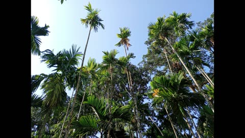 Moto G05 Camera Samples