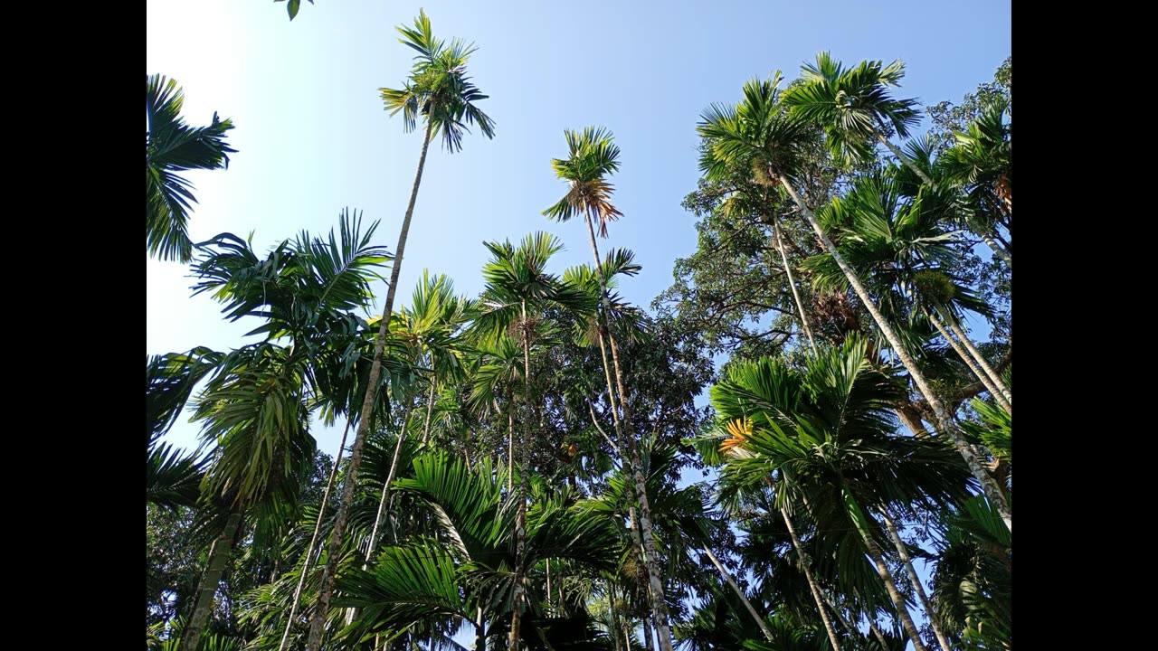 Moto G05 Camera Samples