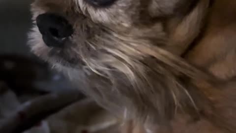 ROCKING & 🤣ROLLING PUP