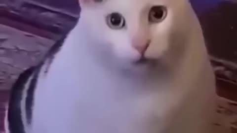 funny animal video