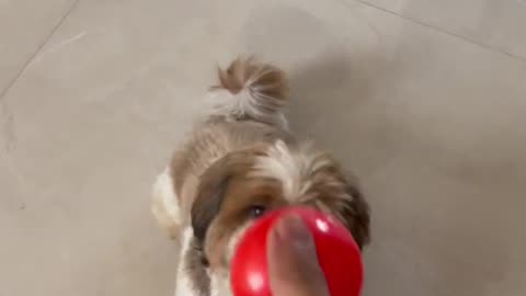 How to teach my dog to fetch -part -01